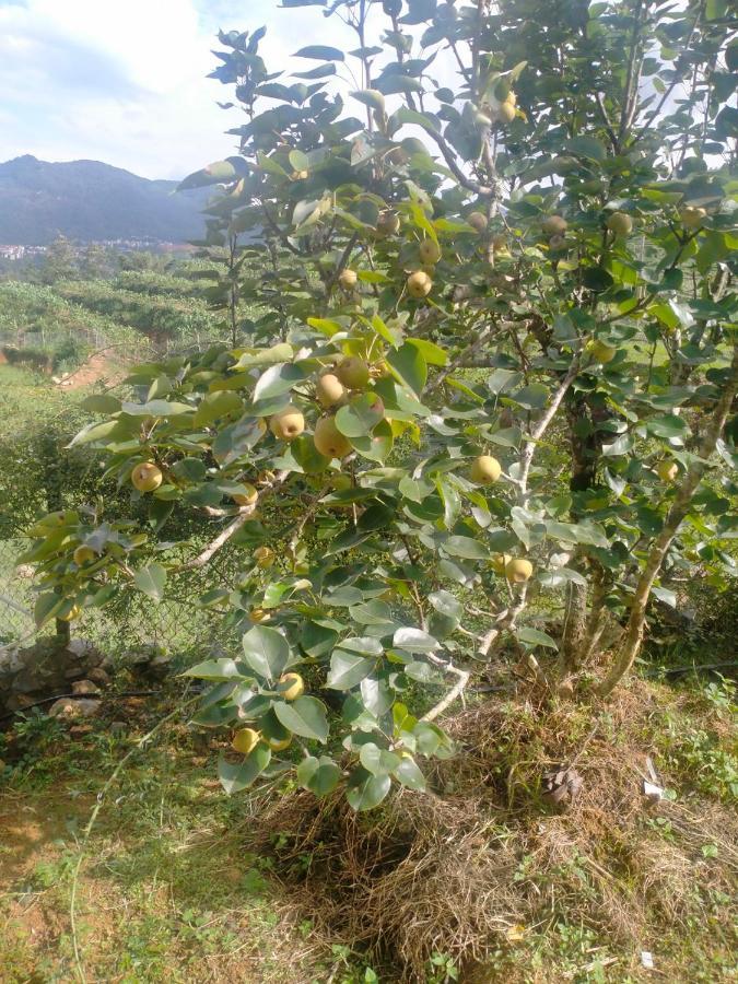 H'Mong Co Tran Sapa Homestay Dış mekan fotoğraf